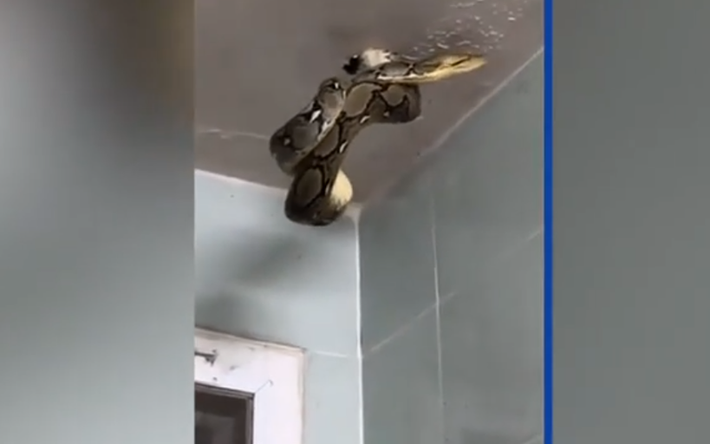 Cách đó không lâu, một người đàn ông Thái Lan, Nop Powin đã trải qua một trải nghiệm kinh hoàng tại nhà hàng của mình ở Phitsanulok, miền Bắc Thái Lan. Trong lúc làm vệ sinh, anh phát hiện một con trăn khổng lồ dài 8 mét đang lủng lẳng treo trên trần nhà vệ sinh.
