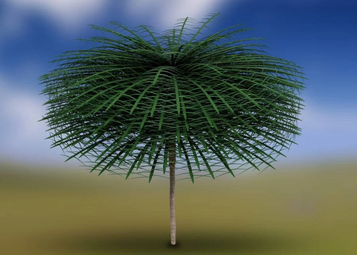 Sanfordiaaulis densifolia có thân cây dài và hẹp, với tán lá lên đến 18 feet (khoảng 5,5 mét). Tán lá nặng đến nỗi chúng cần phải đan xen với các cây khác để đứng thẳng.