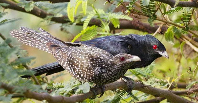 Chim đực có lông đen thẫm, mắt xanh, và chân màu chì, trong khi chim cái có lông đốm sáng và kích thước nhỏ hơn.