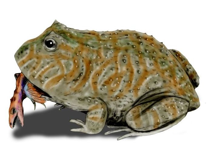 8. Beelzebufo: Là một trong những quái vật đồ sộ nhất từng sống trên Trái Đất, Beelzebufo là một loài ếch khổng lồ từ Madagascar, với chiều cao 14 cm và nặng khoảng 4.5 kg. Chúng đã tồn tại cách đây khoảng 70 triệu năm và có miệng lớn có thể ăn cả những con khủng long mới nở.