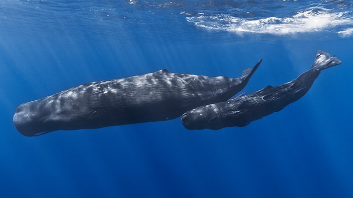 Patrick Williamson đã cân khối long diên hương và có cân nặng khoảng 0,34 pound (154 gram).