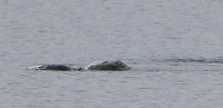 Chuyên gia săn quái vật hồ Loch Ness, Steve Feltham, cho biết đây là những bức ảnh đẹp nhất mà ông từng thấy và tin rằng những gì được ghi lại trên hình không phải là gỗ trôi mà là một sinh vật di chuyển, tạo ra nhiều sự thú vị. (Ảnh: Chie Kelly)
