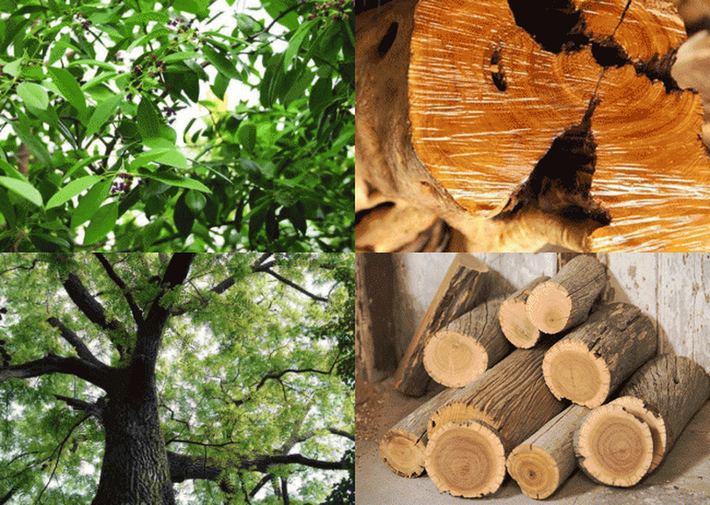 Cây Đàn hương có nguồn gốc ở Ấn Độ là một loại gỗ cực quý hiếm đã được coi là cây hoàng gia.