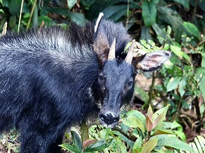 Sơn dương lục địa (tên khoa học: Capricornis milneedwardsii), hay Sơn dương Trung Quốc (Chinese serow), là một loài động vật có vú trong họ Bovidae, bộ Artiodactyla, bản địa ở Trung Quốc và Đông Nam Á.