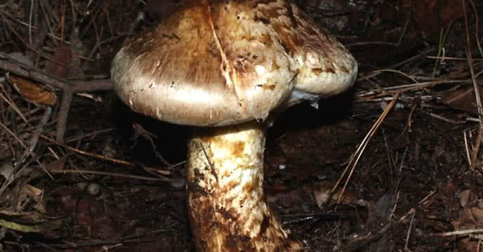 Nấm matsutake, hay còn gọi là nấm tùng nhung, là một loại nấm quý hiếm mọc tự nhiên ở độ cao hơn 2.000m, đặc biệt tại Việt Nam.