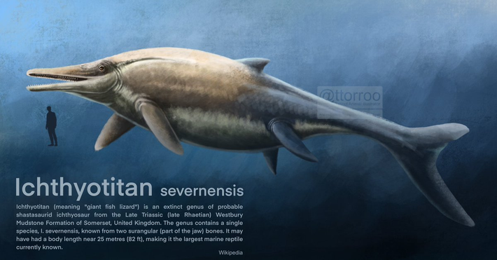 Phát hiện này làm sáng tỏ quá trình tiến hóa của loài ichthyosaur và nhấn mạnh vai trò của những nhà sưu tập hóa thạch nghiệp dư.