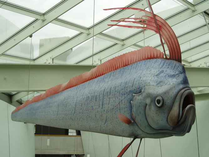 Mặc dù người Nhật tin rằng việc xác cá Oarfish trôi vào bờ biển là điềm báo sắp có động đất, nhưng việc này vẫn chưa được khoa học chứng minh. Các chuyên gia cũng cho rằng, do sống gần đáy biển, cá Oarfish có thể nhạy cảm hơn với các chuyển động đất, nhưng hiện chưa có nghiên cứu khoa học nào chứng minh được khả năng này.