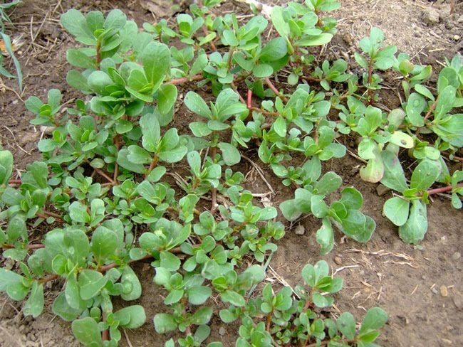 Thân có màu đỏ nhạt, dài 10 – 30cm, còn lá hình bầu dục dài, phía đáy lá hơi thót lại, không cuống. Phiến lá dày, mặt bóng, dài 2cm, rộng 8 – 14mm.