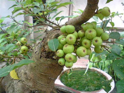 Chữa đau đầu: Phết nhựa lên giấy bản rồi dán hai bên thái dương. Có thể phối hợp với việc ăn lá sung non hoặc dùng 5ml nhựa sung hòa trong nước đun sôi để nguội, uống trước khi đi ngủ. Ngoài ra, nhựa của thân cây hay quả sung xanh còn được dân gian dùng để chữa mụn nhọt, bắp chuối và sưng vú.