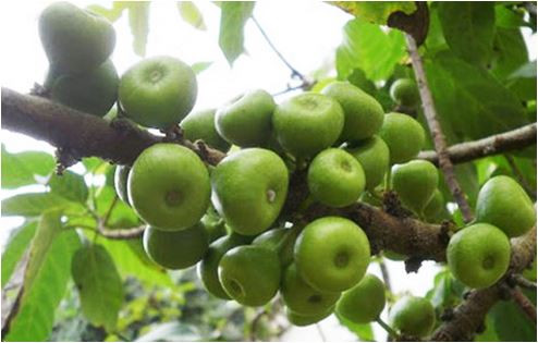 Kiết lỵ: Sung vài quả (nhiều, ít tùy theo tuổi), sắc kỹ lấy nước, chế thêm một chút đường rồi uống. Nếu không có quả sung thì có thể dùng lá sung tươi sắc uống.