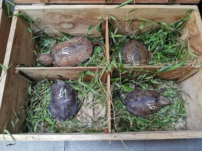 Các cá thể rùa đầu to này được Phòng cảnh sát Môi trường Công an tỉnh Nghệ An giải cứu từ quá trình vận chuyển trái phép trên địa bàn huyện Diễn Châu. (Ảnh: Trung tâm Bảo tồn động vật hoang dã tại Việt Nam)
