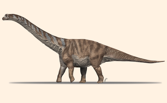 Đây là nhóm khủng long sống trên cạn lớn nhất từng tồn tại, ví dụ như Patagotitan ước tính dài 37 m với trọng lượng có thể lên tới 69 tấn (hoặc 76 tấn)- hay Argentinosaurus và Puertasaurus có kích thước tương đương từ cùng khu vực.