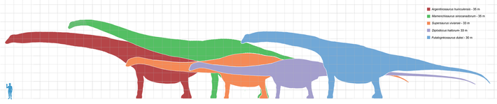 Các chi nổi tiếng bao gồm Brachiosaurus, Diplodocus, và Brontosaurus (trước đây từng được xem là danh pháp đồng nghĩa với Apatosaurus).