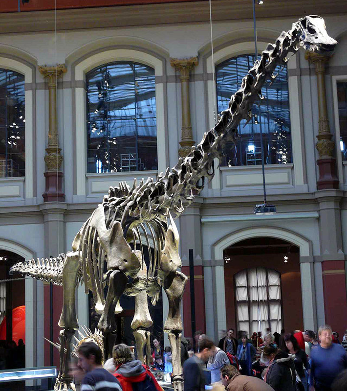 Sauropoda xuất hiện vào cuối kỷ Trias, thời mà chúng có phần giống với Prosauropoda là nhóm liên quan chặt chẽ (và có thể tổ tiên của Sauropoda).