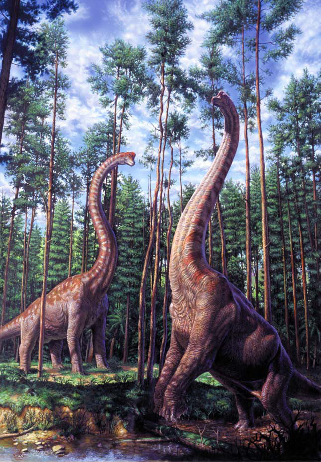 Các Sauropoda tên được đặt ra bởi Othniel Charles Marsh vào năm 1878, và có nguồn gốc từ tiếng Hy Lạp của "chân thằn lằn".