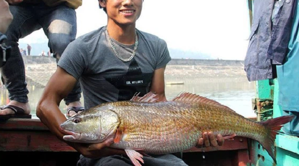 Cá con sẽ bơi vào vùng nước ngọt sâu trong đất liền sinh sống, sau 1-2 năm sẽ tự trở về với biển. Cá trưởng thành kích thước có thể đạt đến 160cm, nặng trên 120kg, chiều dài tối đa có thể đạt được là 160cm.