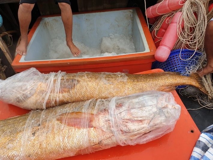 Tuy nhiên, chúng chưa được đưa vào Sách Đỏ vì vẫn có thể đánh bắt được. Dù vậy, chúng vẫn trở thành loài cá quý hiếm, có giá trị đắt như vàng.