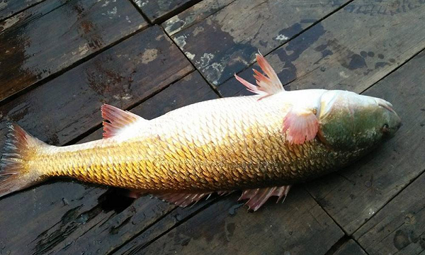 Theo các chuyên gia, cá sủ vàng mõm nhọn, miệng rộng, màu vàng nghệ, hàm dưới kéo dài tới dưới sau hốc mắt, răng khỏe, vây lưng dài. Loài cá này sinh sống ở biển, nhưng vào mùa sinh sản (tháng 1 - 4 và 9 - 10 âm lịch) nó sẽ bơi đến các vùng cửa sông nước lợ để đẻ.