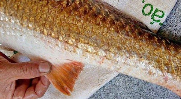 Tùy vào môi trường đang sống mà đầu và lưng cá có màu xám hoặc xanh. Khi cá sủ vàng chết, toàn thân cá sẽ dần đổi màu từ vàng nhạt sang vàng thẫm.