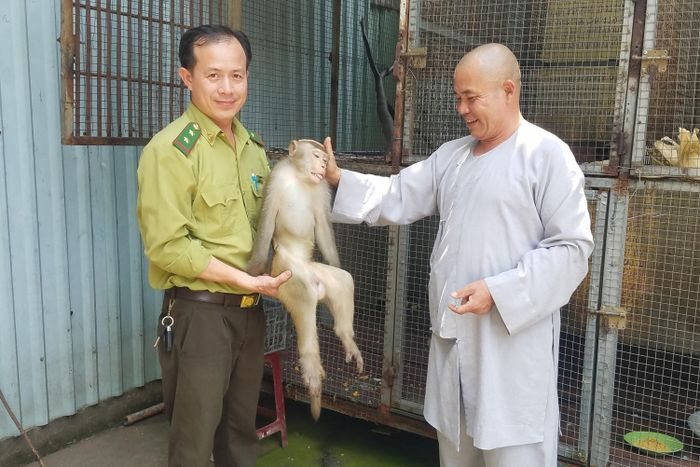 Được biết, cá thể khỉ đuôi dài quý hiếm này được một phạt tử phóng sinh tại chùa Pháp Huyền. (Ảnh: M.H)