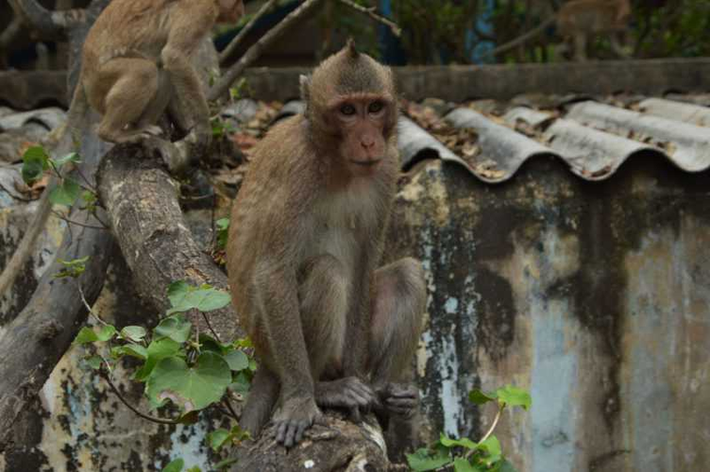 Khỉ đuôi dài (Macaca fascicularis), thuộc nhóm IIB trong danh mục động vật rừng nguy cấp, quý hiếm.