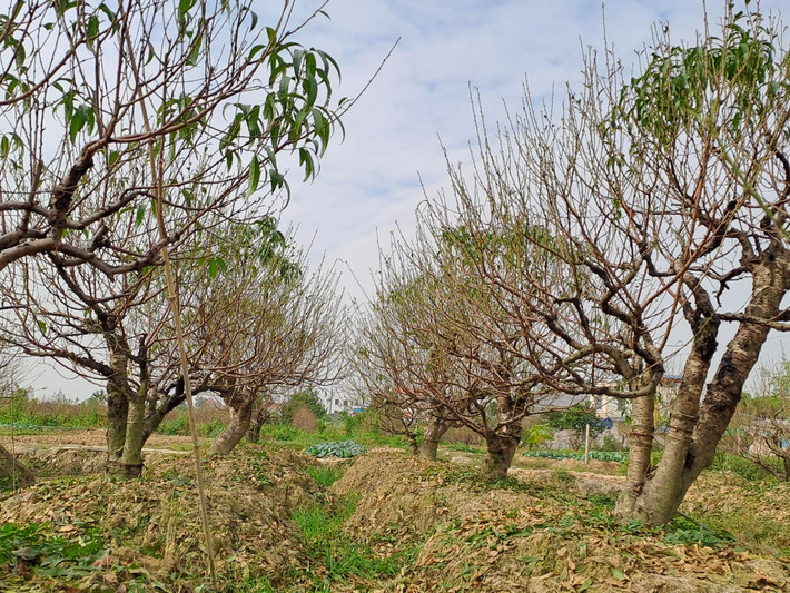 Những năm trước, sau vụ đào Tết, gia đình ông Thăng thu về vài trăm triệu. Mấy năm nay, do dịch Covid - 19, nên thu nhập từ việc trồng đào cũng giảm hẳn.