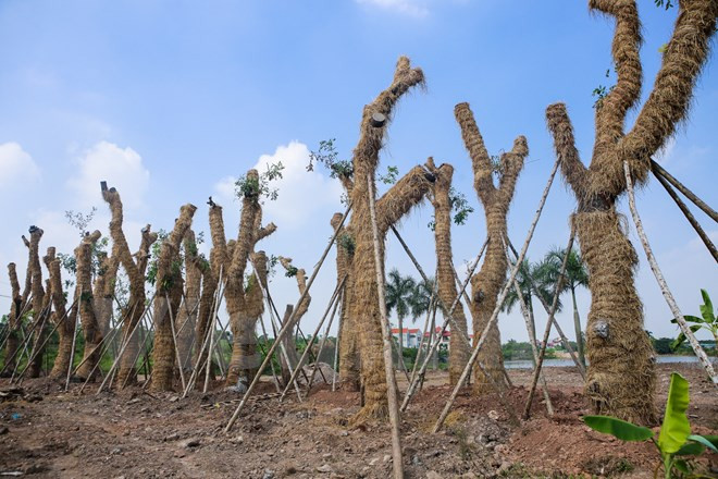 Ông Trần Nam Mừng, đại diện đơn vị thực hiện việc di dời và 'hồi sinh' hàng cây xanh trên phố Kim Mã, cho biết trên tinh thần cao nhất là cứu sống, duy trì và nuôi dưỡng cây tiếp tục phát triển. Tỷ lệ cứu sống cây sau di chuyển vào khoảng 60%.(Ảnh: Minh Sơn/Vietnam+)