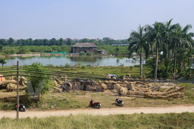 Bên ngoài vườn ươm, vẫn còn nhiều cây xà cừ nằm la liệt chờ tới lượt được đưa vào vườn chăm sóc. (Ảnh: Minh Sơn/Vietnam+)