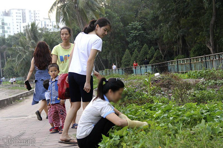 Rau nhà nào chưa kịp lớn thì đi xin nhà hàng xóm, vài người đi ngang qua hồ còn dừng lại hỏi mua.
