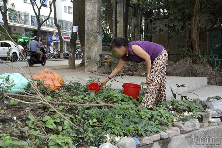 Ai cũng có nhu cầu ăn rau sạch nên các gia đình tự phân chia khu vực.