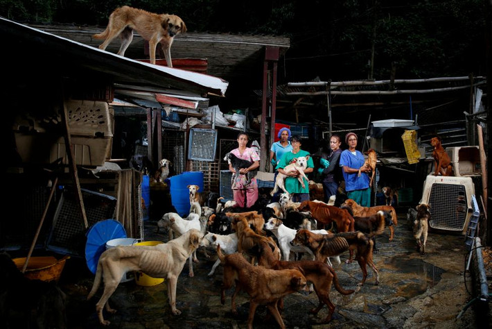 Trong lúc nhiều người dân Venezuela phải hàng ngày vật lộn duy trì bữa ăn thì các con vật cưng nuôi tro nhà như chó mèo đều bị bỏ đói. Chúng trở nên gầy trơ xương và thường đi lang thang ngoài đường để tìm kiếm thức ăn. Ảnh Reuters