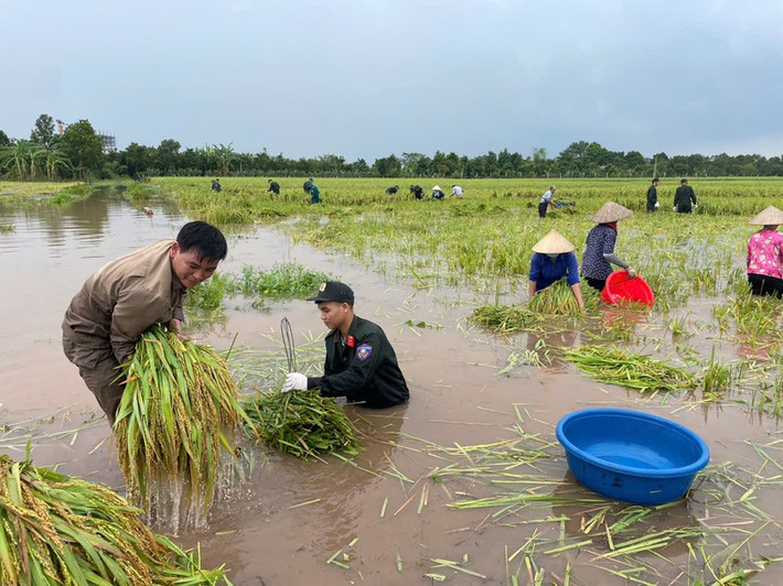 Vận chuyển từng bó lúa về bờ mong vớt vát được chút mồ hôi công sức trong nhiều tháng qua