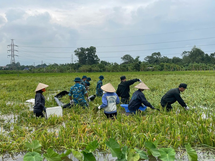 Tranh thủ thời tiết ngừng mưa, từ hôm qua 10-9 đến ngày 11-9 CBCS và nhân dân đã xuống đồng gặt lúa