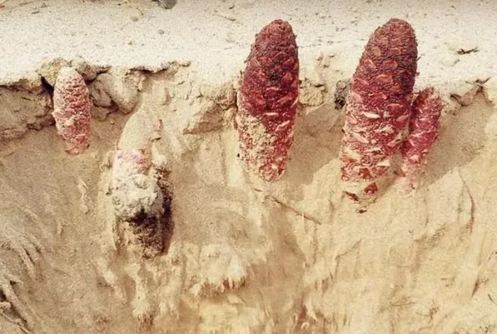 Tỏa dương không có chất diệp lục, không mang màu xanh của sự sống nhưng lại có màu nâu đỏ rực rỡ, như một lời nhắc nhở về sức sống mãnh liệt nơi hoang mạc.