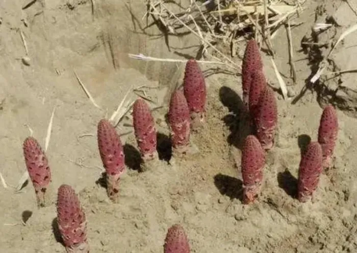 Rễ ký sinh của chúng bám chặt vào mầm tỏa dương, phát triển thành hình cầu hay hình trụ, với rễ xơ và lá dạng vảy ngược, tạo nên một hình ảnh độc đáo không lẫn vào đâu được.