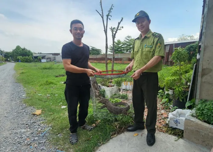 Trước đó, anh Thường phát hiện con kỳ đà vân này dưới gầm tủ áo quần trong nhà mình. Sau khi bắt giữ con vật và tìm hiểu, anh biết đây là loài động vật quý hiếm. Con kỳ đà vân, giới tính cái, thuộc nhóm IB trong danh mục động vật rừng nguy cấp quý hiếm. Kiểm lâm đã tiếp nhận để chăm sóc và thả về tự nhiên. (Ảnh: NK.)