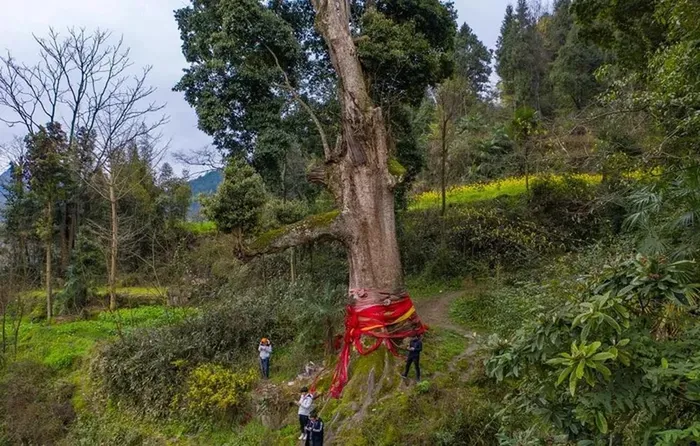 Nanmu vàng nổi tiếng với vẻ đẹp độc đáo từ cấu trúc bên trong thân gỗ. Các đường nét bên trong gỗ đan xen với nhau như những sợi tơ dệt từ vàng, tạo nên một loại trang trí tự nhiên mà không loại gỗ nào có thể sánh kịp.