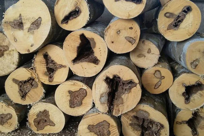 Gỗ trầm hương nổi tiếng với nhiều tác dụng, lượng tinh dầu lớn, quý trong gỗ có nhiều tác dụng tốt cho sức khỏe con người. Trầm được sử dụng nhiều trong Đông y nhờ tính ôn, cay, ấm, chữa trị các bệnh về đau nhức, khó thở, nôn mửa rất hiệu quả.