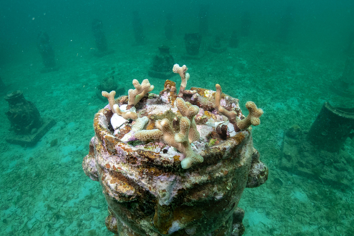 Theo Cơ quan Khí quyển và Đại dương quốc gia Mỹ (NOAA), thế giới đang chứng kiến đợt tẩy trắng san hô quy mô lớn thứ tư kể từ đầu năm nay, với nguyên nhân chính là sự nóng lên của đại dương. Hiện tượng tẩy trắng này khiến san hô chết hàng loạt, gây ra những tác động tiêu cực đến hệ sinh thái biển, ngành du lịch và an ninh lương thực.