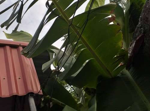 Trước đó, ông Nguyễn Huy Thắng có thửa ruộng cạnh với gia đình bà Màu đã dùng dây điện kéo từ nhà ra đồng để giăng lưới điện bẫy chuột, khi bà Màu đi ra đồng bón lúa vấp phải dây điện, bị điện giật. Khi chồng bà Màu và những người hàng xóm phát hiện ra sự việc thì nạn nhân đã tử vong. (Ảnh: Hải Ninh)
