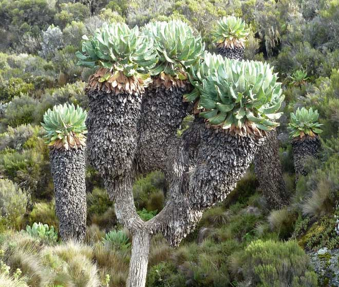 Rừng tự nhiên bao phủ khoảng 1.000 km² trên Kilimanjaro, trong đó Dendrosenecio kilimanjari mọc ở vùng đồng hoang ẩm ướt ở độ cao 2.700 - 3.350m và chỉ được tìm thấy trên núi Kilimanjaro.