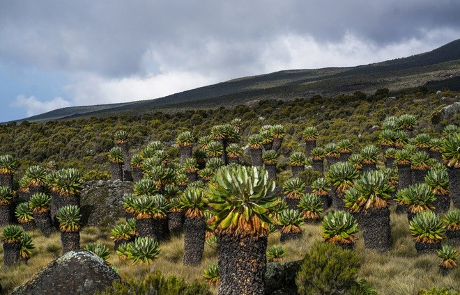 Khu rừng Dendrosenecio đáng kinh ngạc gần đỉnh núi Kilimanjaro thuộc về những khu rừng khác thường nhất trên thế giới.