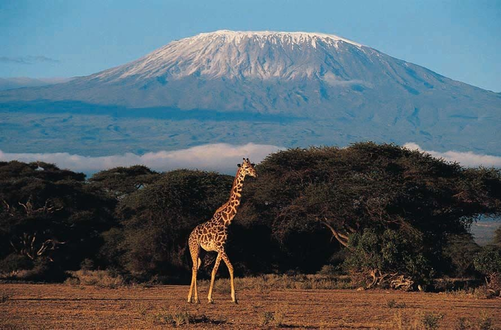 Núi Kilimanjaro bắt đầu hình thành khoảng 3 triệu năm trước và những vụ phun trào lớn cuối cùng diễn ra cách đây khoảng 350.000 năm. Đây là khoảng thời gian đủ dài cho sự phát triển của các loài độc nhất vô nhị trên ngọn núi biệt lập này.
