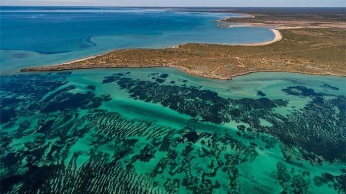 2. Nằm ở bờ biển Tây Australia tại Vịnh Cá Mập là một trong những sinh vật dưới nước lớn nhất Trái Đất. Đó là cánh đồng cỏ biển khổng lồ nhưng thực ra chỉ là một sinh vật đơn lẻ.