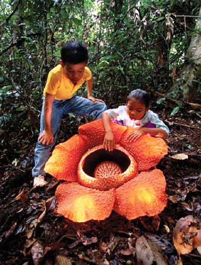 Tên của loài hoa "khủng" này được đặt theo tên của hai người thành lập thuộc địa Anh ở Singapore Stamford Raffles và James Arnold. Cả hai người đều từng thám hiểm rừng rậm Indonesia năm 1818. Bông hoa lớn nhất thế giới nặng tầm 10kg và đạt đến đường kính 1 mét khi nở ra hết cỡ.