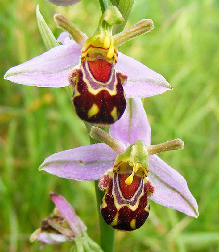 Hoa "nàng ong cười" Loài phong lan đặc biệt này có tên khoa học là Ophrys bombyliflora, hoa mọc ở quần đảo Canary, Thổ Nhĩ Kỳ và Lebanon. Sự kết hợp của màu đỏ, xanh lá cây, vàng và nâu được vẽ đẹp mắt trên bề mặt của bông hoa tạo nên sự khác biệt một cách hấp dẫn, giống một cô nàng ong với khuôn mặt ngộ nghĩnh đang cười.