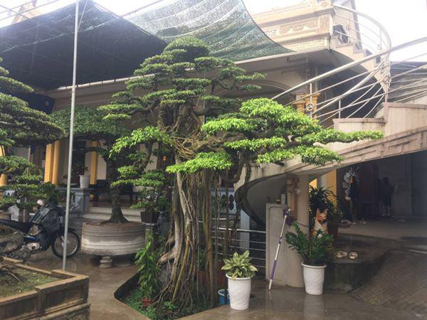 Trong vườn cây cảnh trị giá nhiều tỷ đồng của ông Cao Xuân Chỉnh (Nam Trực - Nam Định), phóng viên có dịp được mục sở thị, có một cây sanh được ông Chỉnh quý hơn hết có tên gọi “vũ điệu Công, hạc”.