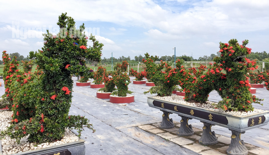 Hoa mẫu đơn (hay còn gọi là bông trang) thường được trồng ngay trước cửa nhà để trang trí sân vườn hoặc trồng quanh hàng rào. Thế nhưng, ở TP Cần Thơ có một vườn kiểng thú độc đáo tạo hình từ cây hoa mẫu đơn khiến nhiều người mê mẩn.