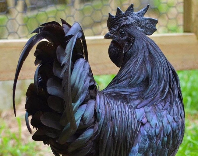 "Ayam" trong tiếng Indonesia có nghĩa là "gà", còn "Cemani" có nghĩa là hoàn toàn màu đen trong tiếng Java. Chúng được một người lai giống người Hà Lan giới thiệu tại châu Âu lần đầu năm 1998 . Với đặc điểm bên ngoài toàn màu đen, đây là giống gà vào hàng lạ nhất thế giới.