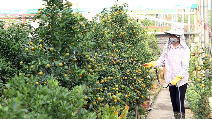 Những người trồng quất cảnh ở Tứ Liên (Hà Nội) đang chăm chút những chậu quất bonsai chuẩn bị đưa ra thị trường phục vụ người dân Thủ đô dịpTết Kỷ Hợi đang cận kề.
